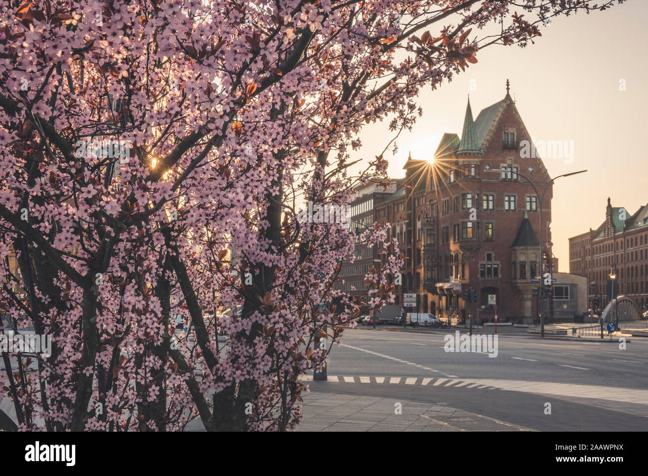 Cherry tree on sidewalk against Speicherstadt in city during sunset at Hamburg, Germany Stock Photo