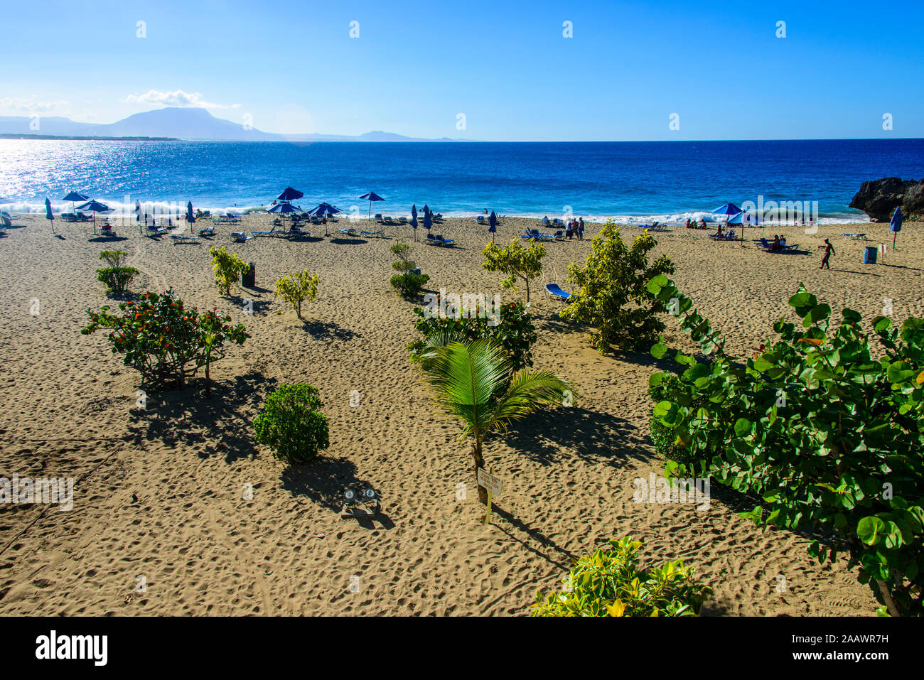 Plants growing on beach against blue sky at Sosúa, Dominican Republic Stock Photo