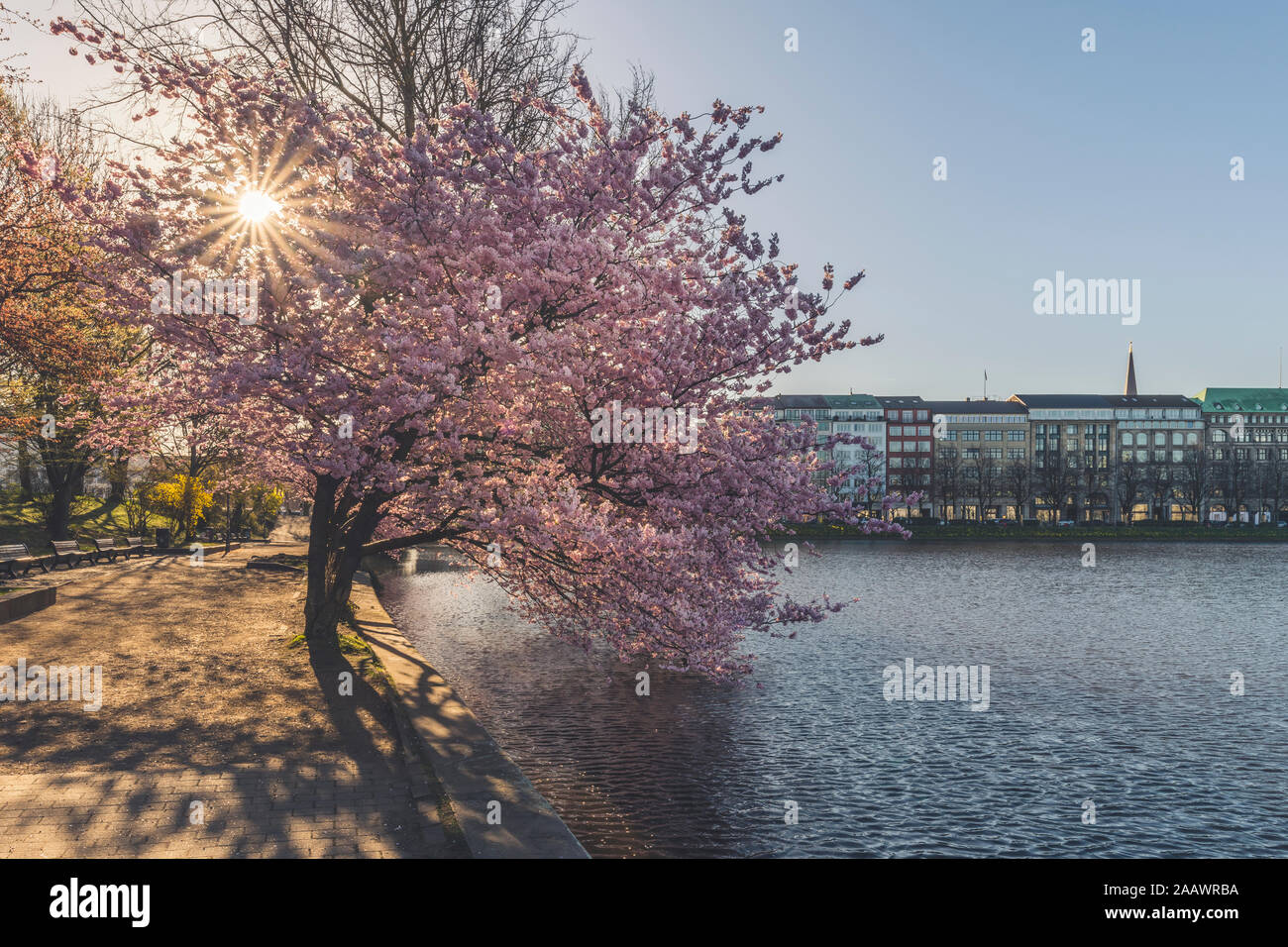 Cherry trees by Binnenalster lake against sky in Hamburg during springtime, Germany Stock Photo