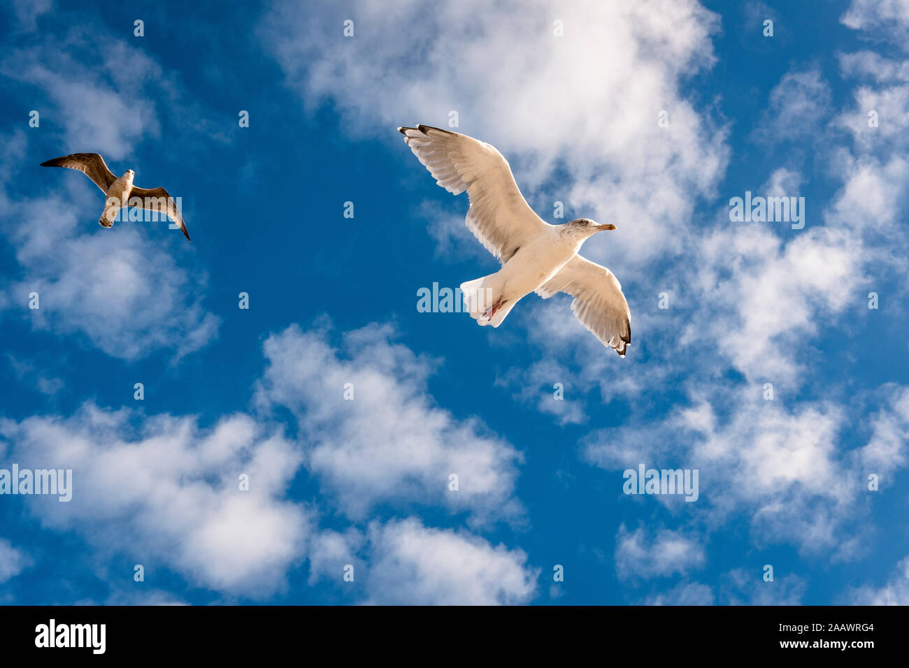 Two seagulls in the sky Stock Photo
