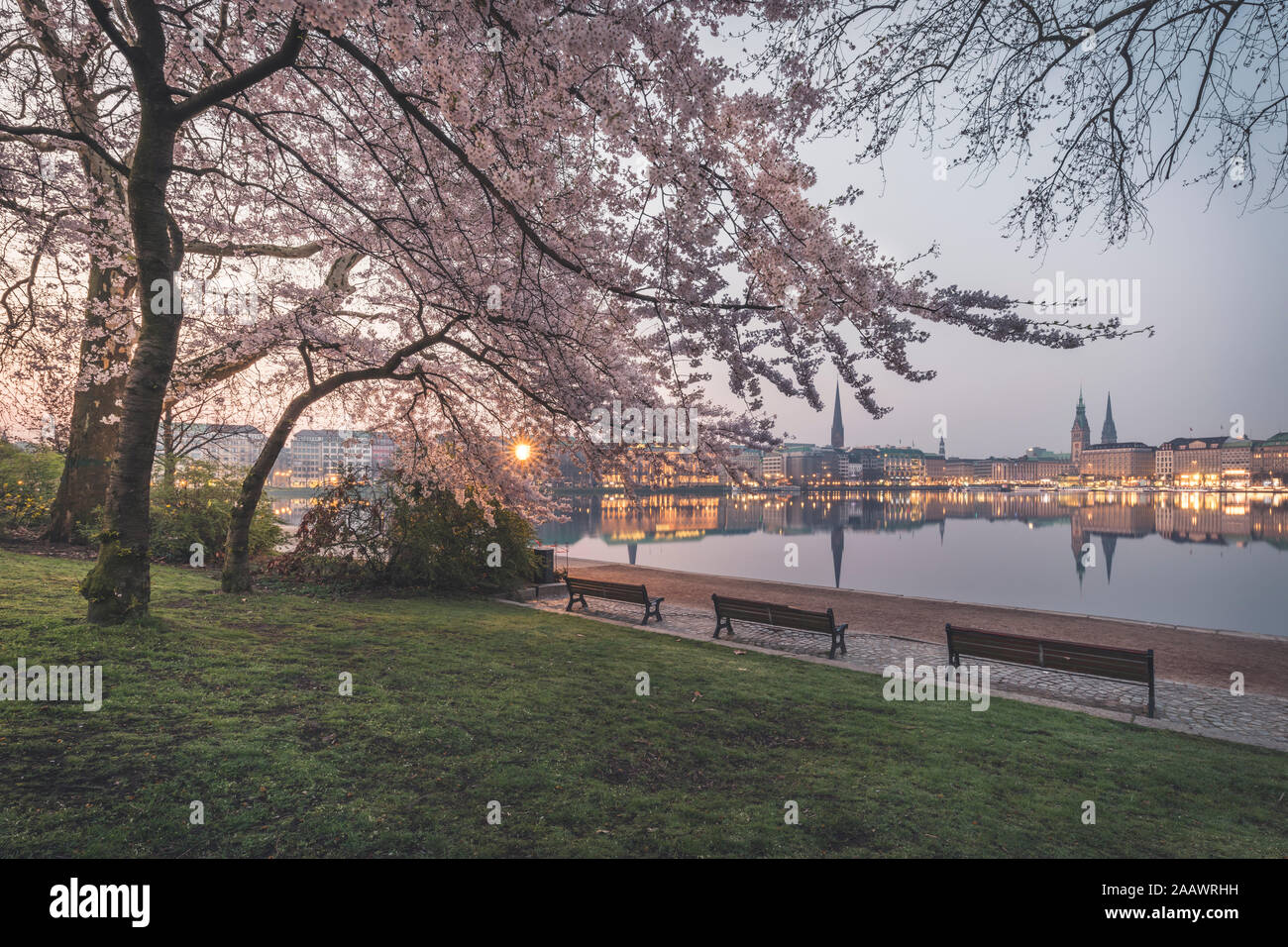 Cherry trees by Binnenalster lake against sky during springtime in Hamburg, Germany Stock Photo