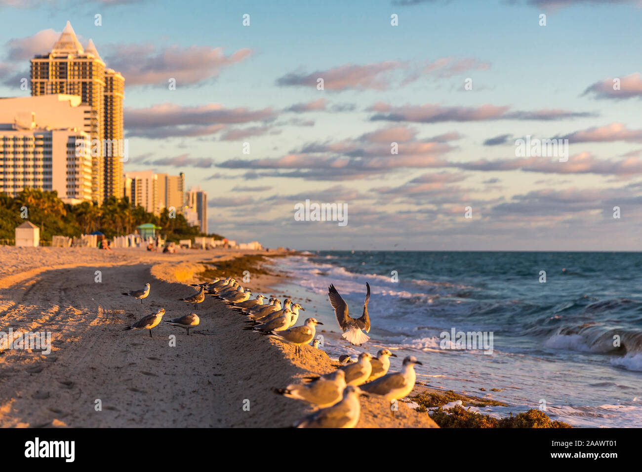 Seagulls on sea shore at Miami Beach against sky, Florida, USA Stock Photo