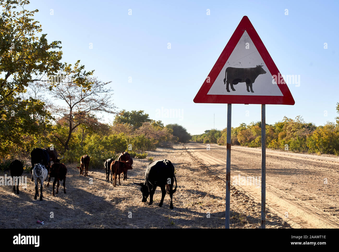 Beware of cow signs by dirt road against clear sky at Caprivi Strip, Namibia Stock Photo
