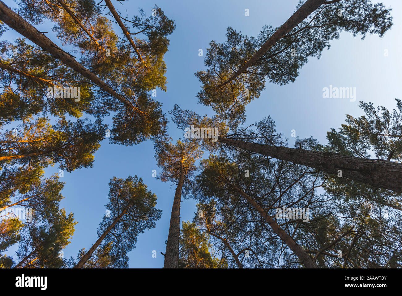 Germany, Brandenburg, Beelitz, Pine Forest, worm's eye view Stock Photo