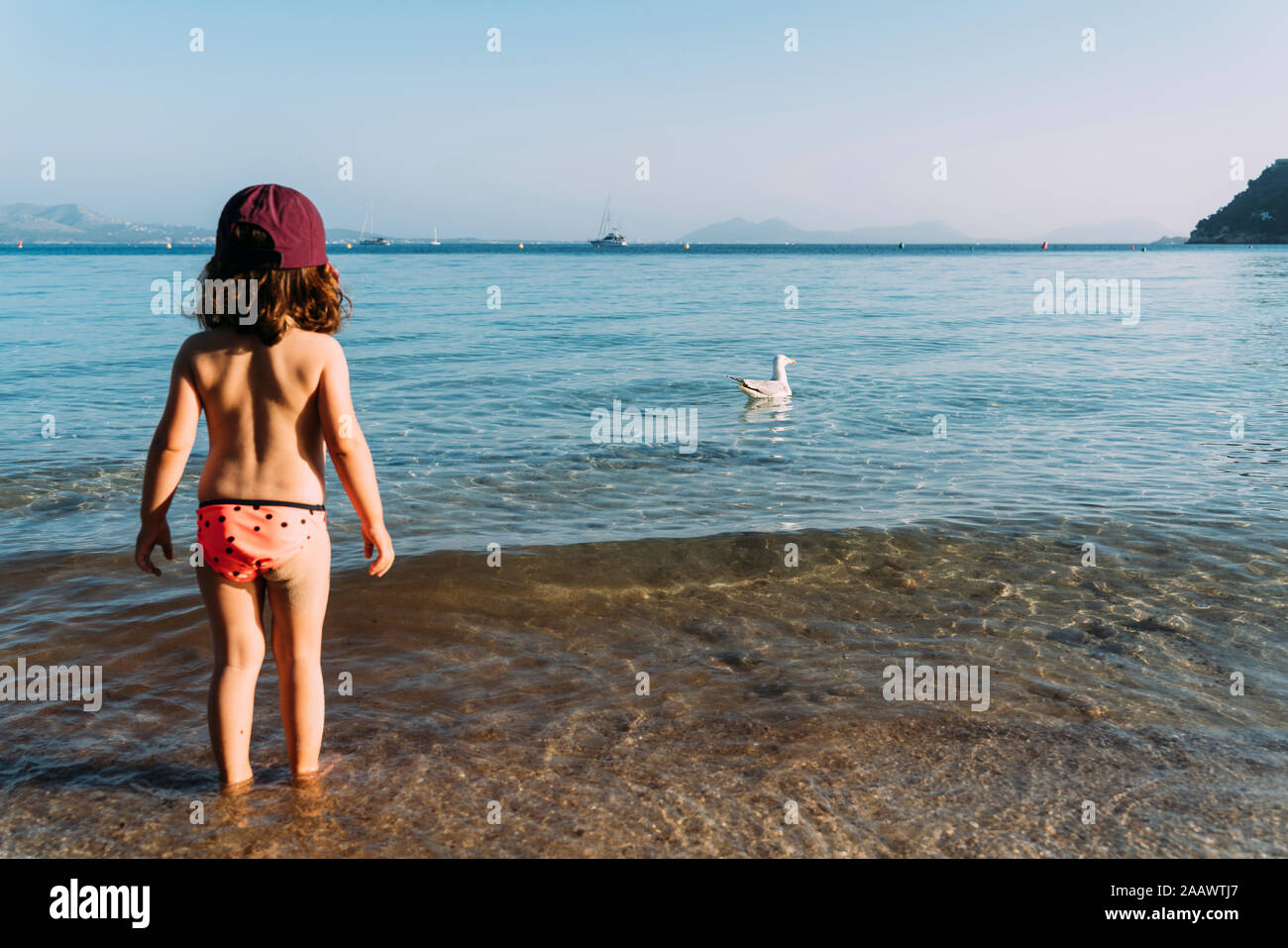 Back view of little girl standing at seafront watching swimming seagull, Pollenca, Mallorca, Spain Stock Photo