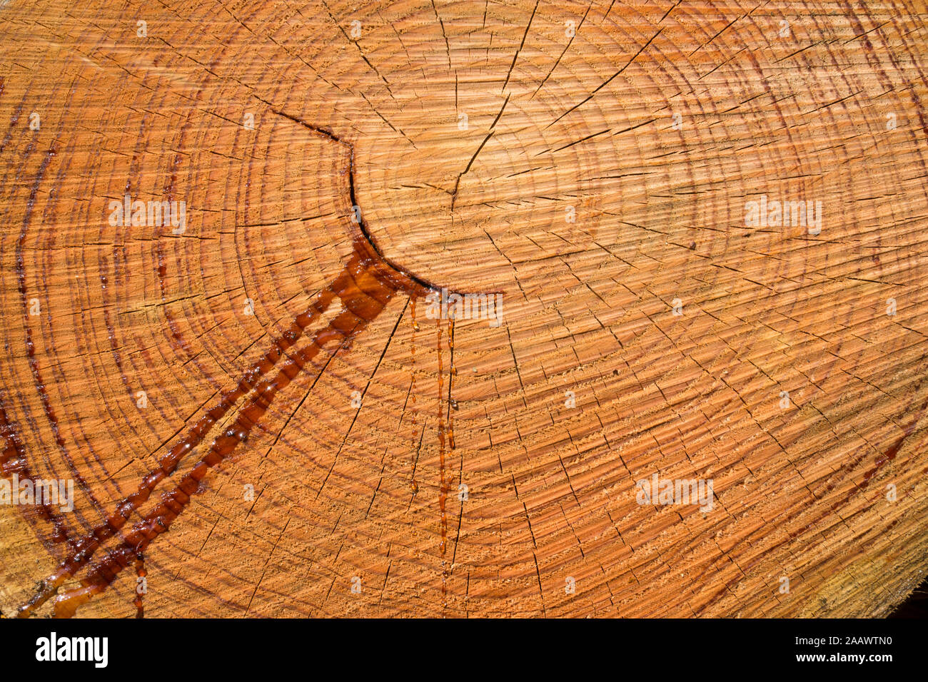 Full frame shot of wet tree stump Stock Photo