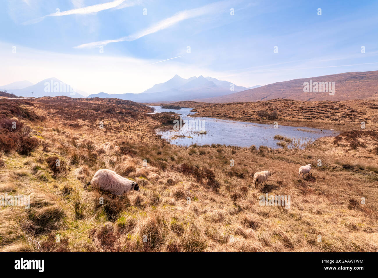 Sheep on land with Cuillin mountains in background at Isle of Skye, Highlands, Scotland, UK Stock Photo