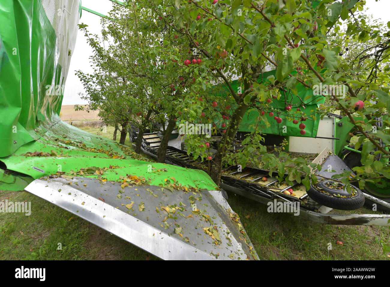 Apple harvesting on a plantation, harvester for automation Stock Photo
