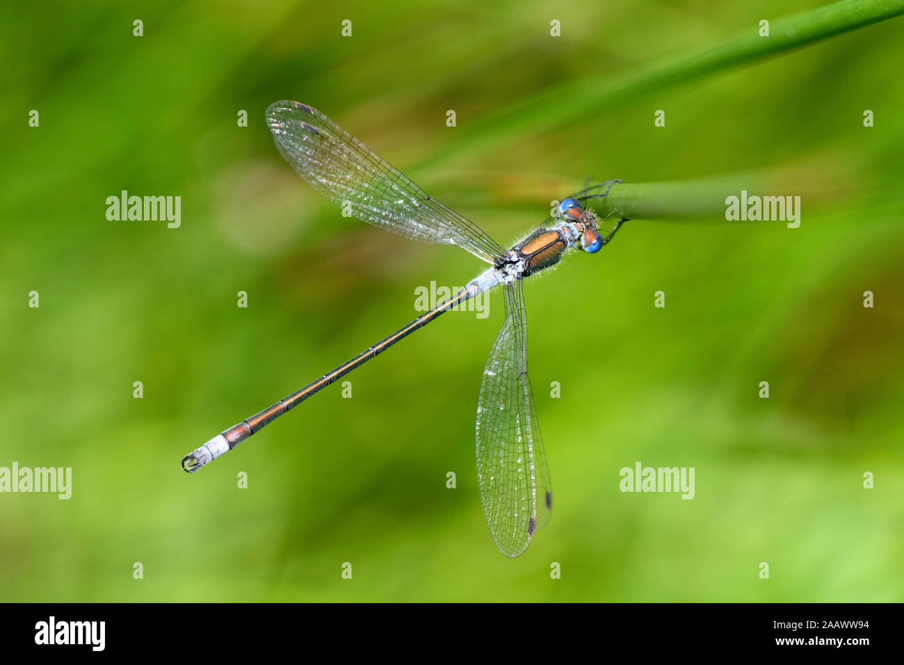 Close-up of male emerald damselfly on plant Stock Photo