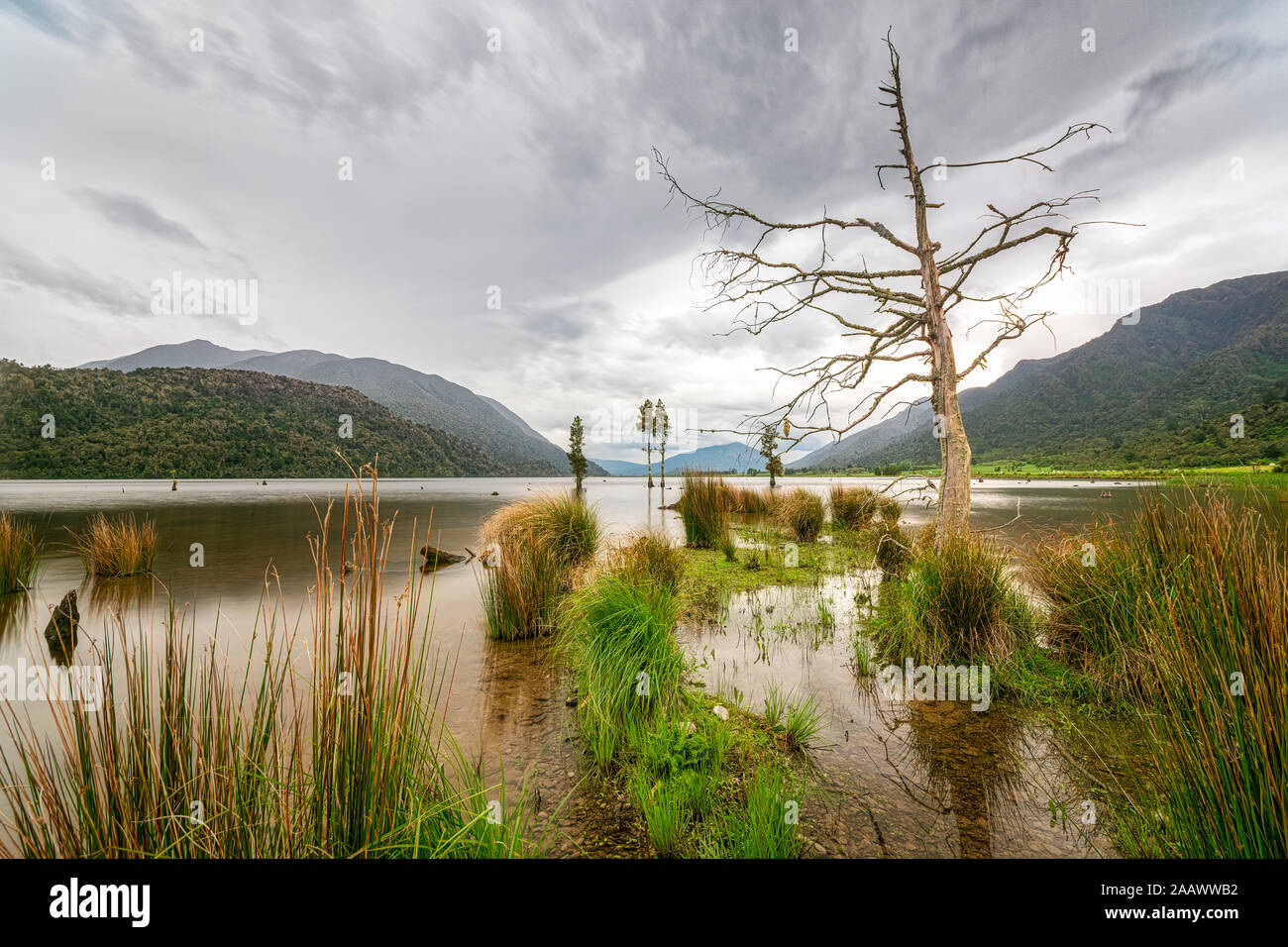 New Zealand, South Island, Grass growing on shore of Lake Poerua with forested hills in background Stock Photo