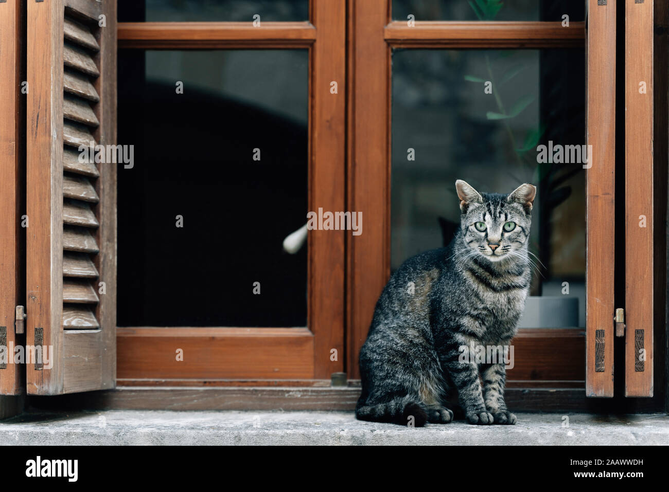 Portrait of tabby cat sitting on window sill Stock Photo - Alamy