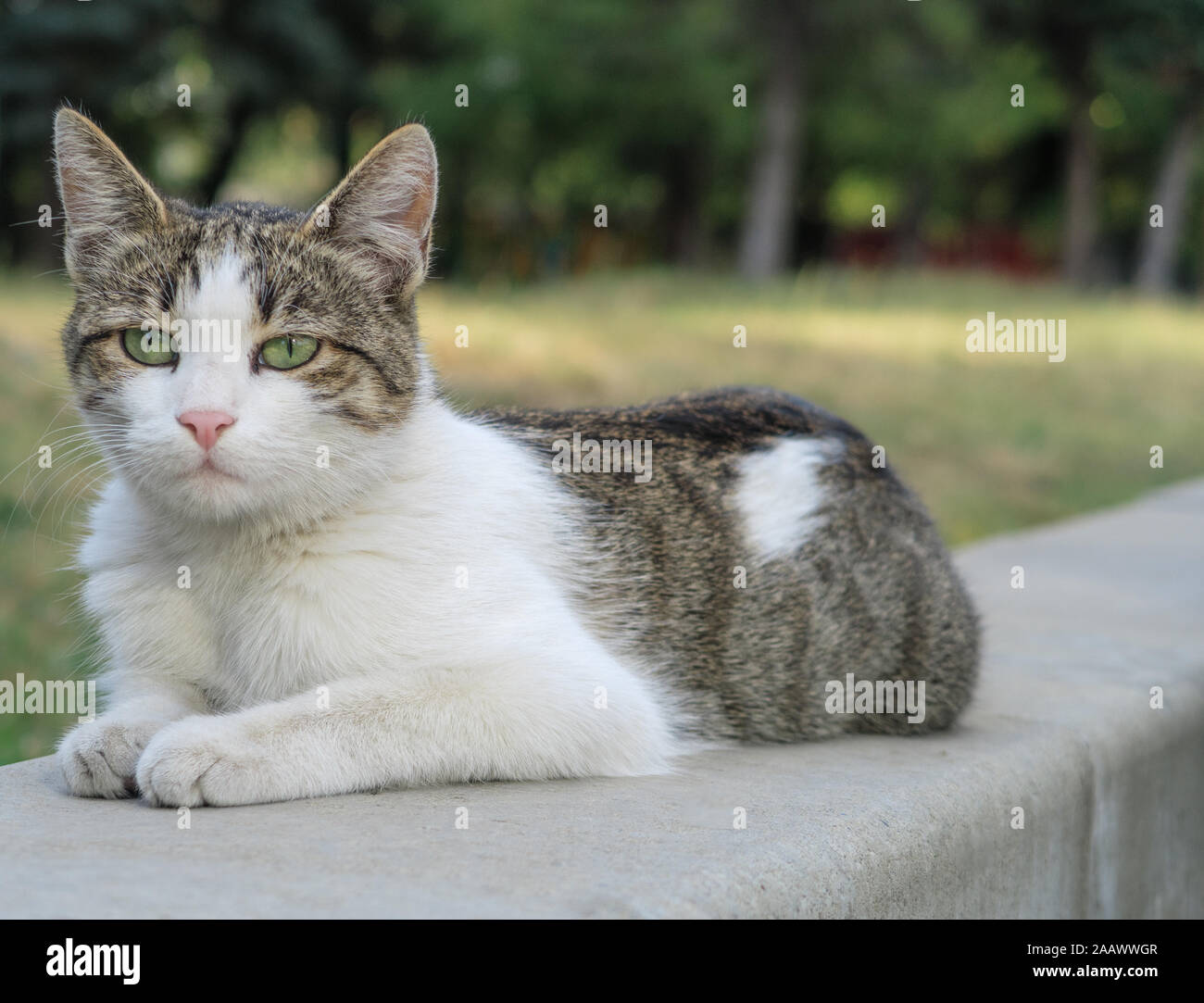 Cat on a fence looking around Stock Photo - Alamy