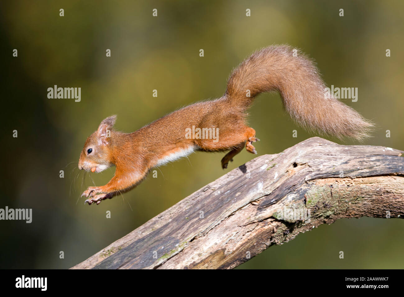 Jumping red squirrel carrrying nut in mouth Stock Photo
