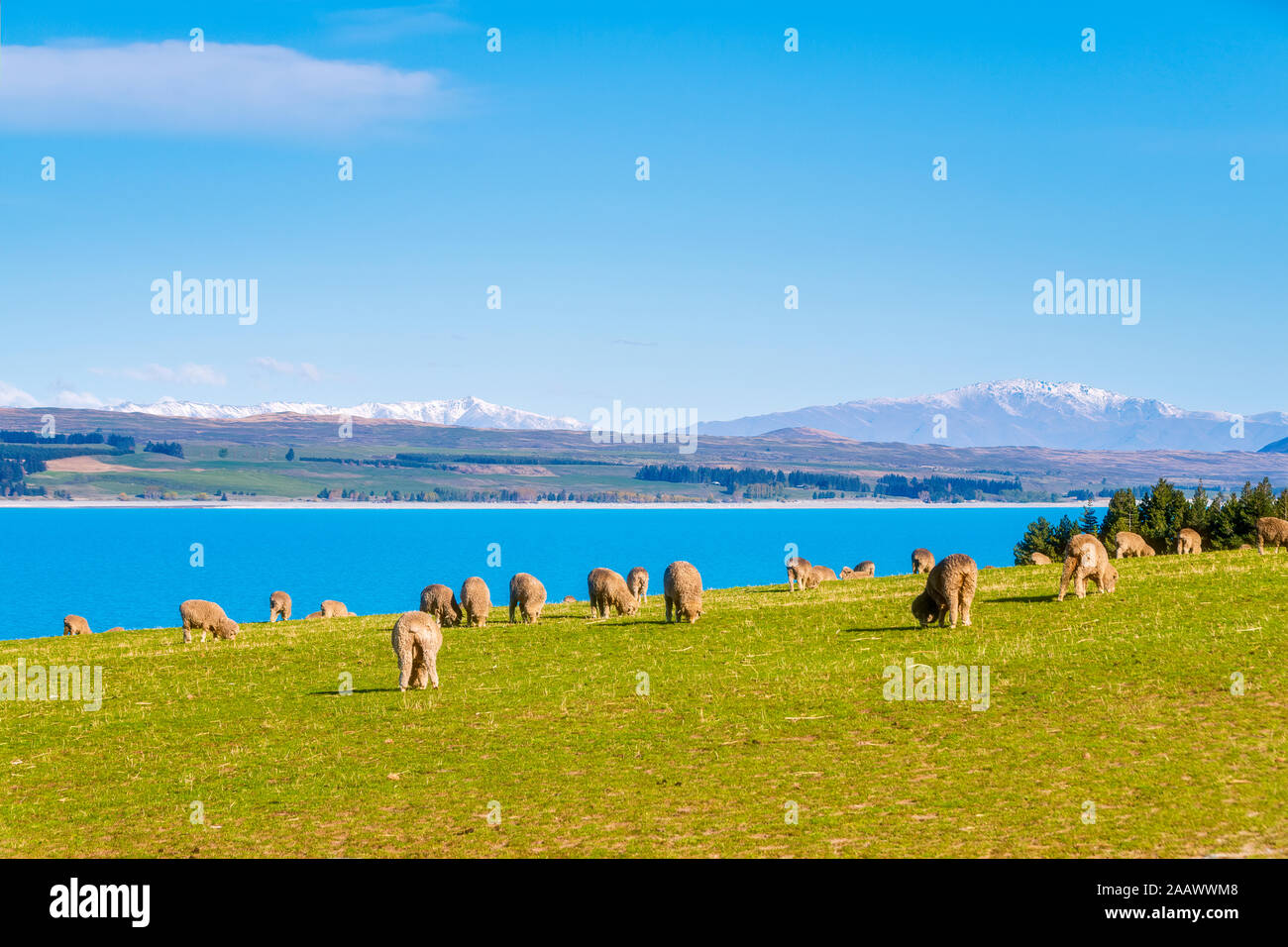 New Zealand, South Island, Flock of Merino sheep grazing in front of Lake Pukaki Stock Photo