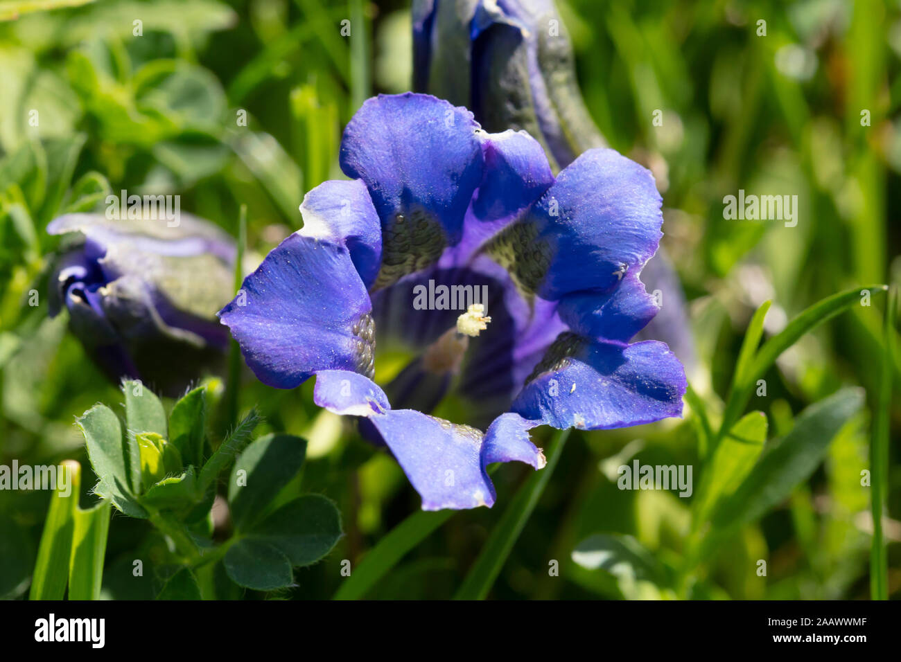 Close-up of blue stemless gentian blooming outdoors, Kitzbühel, Tyrol, Austria Stock Photo