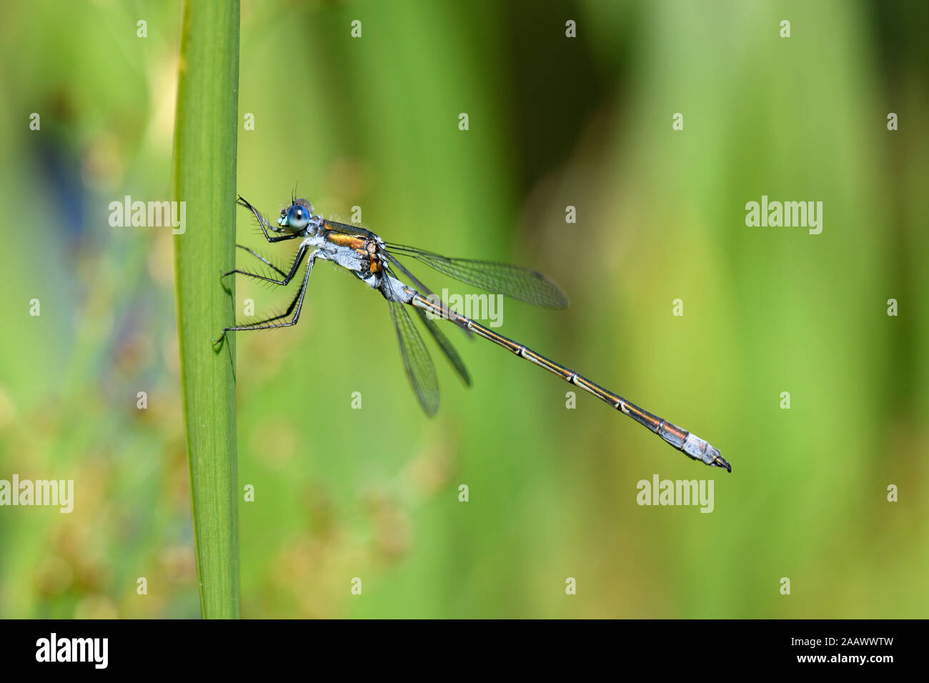 Damselfly in nature hi-res stock photography and images - Alamy