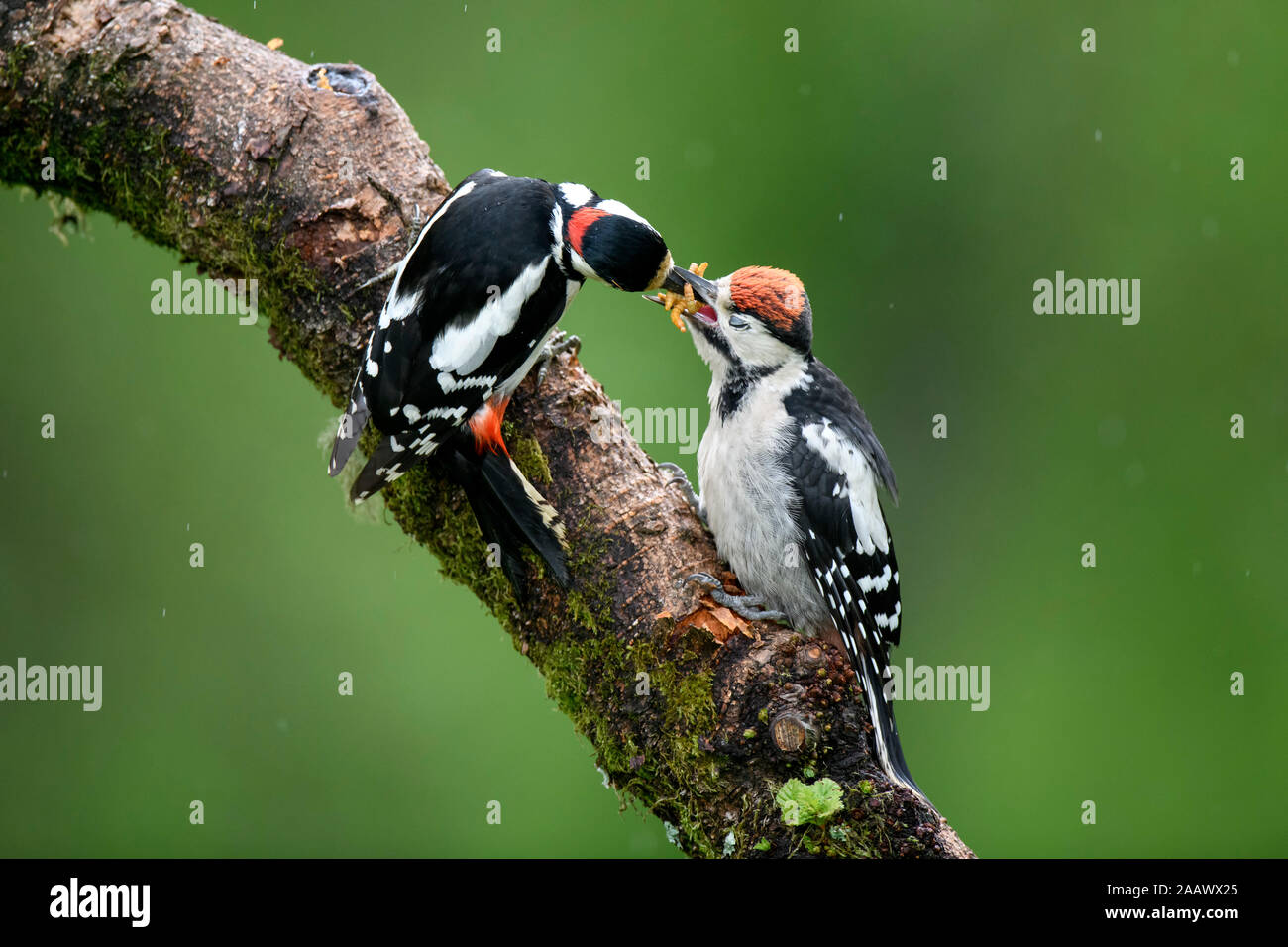Close-up of great spotted woodpeckers on plant Stock Photo