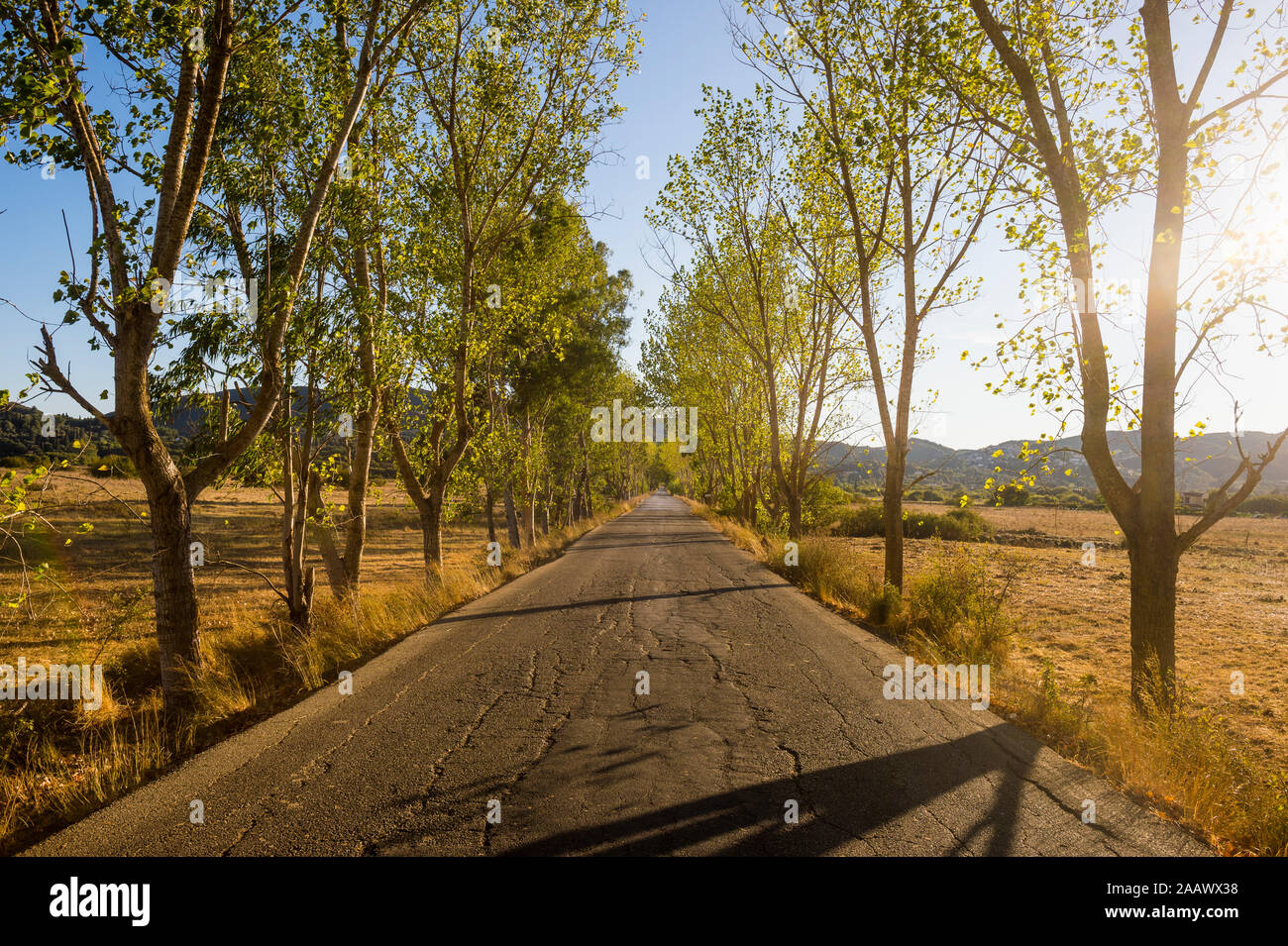 Diminishing perspective of empty road amidst trees during sunny day, Corfu, Ionian Islands, Greece Stock Photo