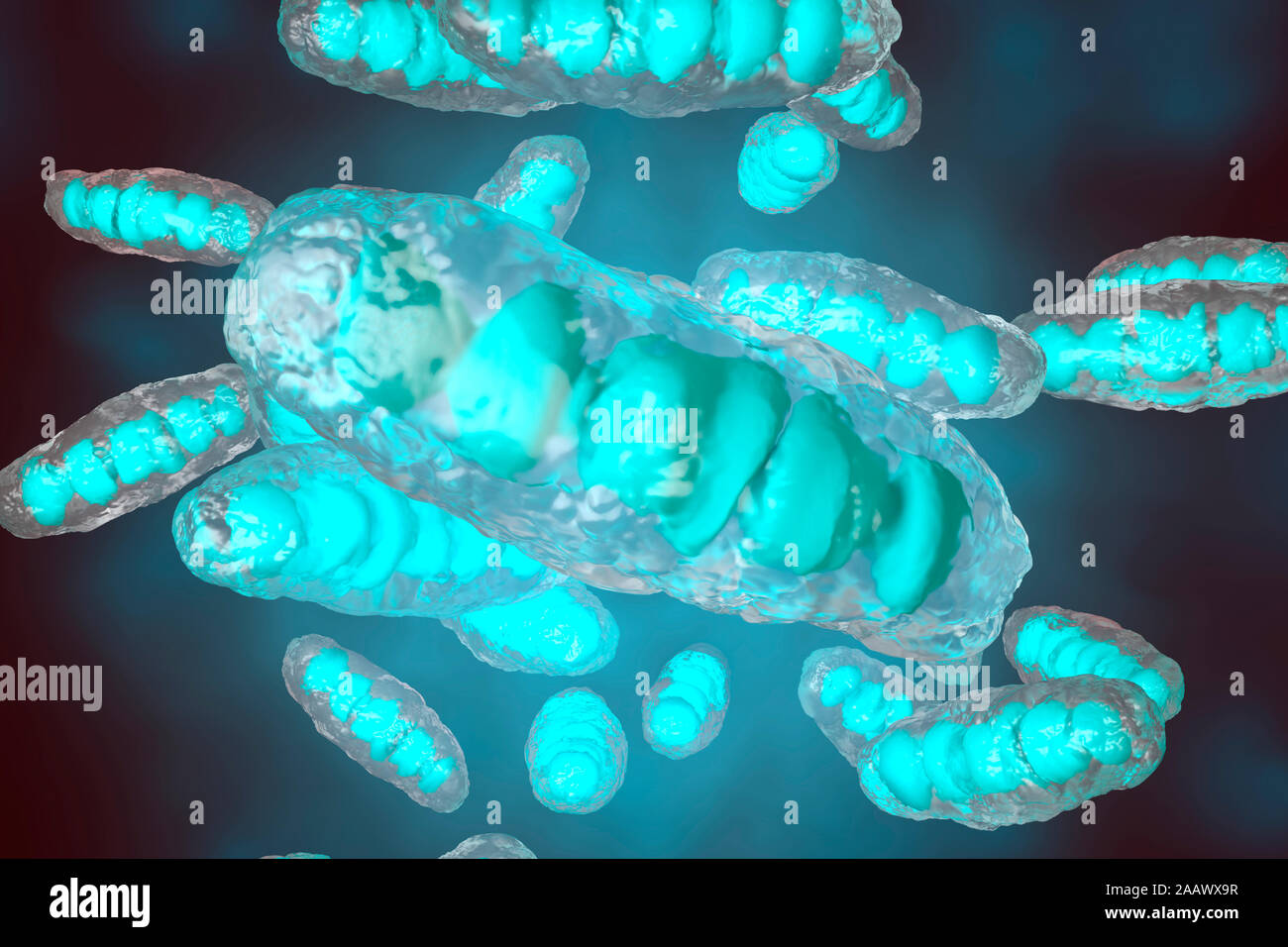 Visualization of anatomically correct mitochondrion Stock Photo