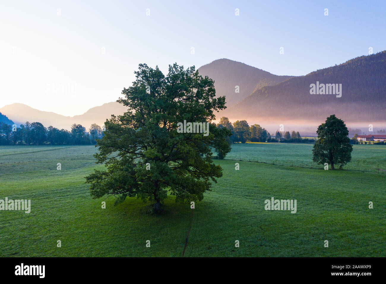 Germany, Bavaria, Upper Bavaria, Isarwinkel, Jachenau, oak at sunrise Stock Photo