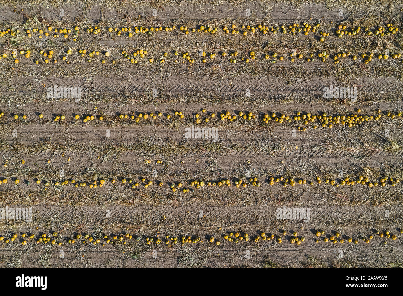 Pumpkin field at harvesttime, aerial view Stock Photo