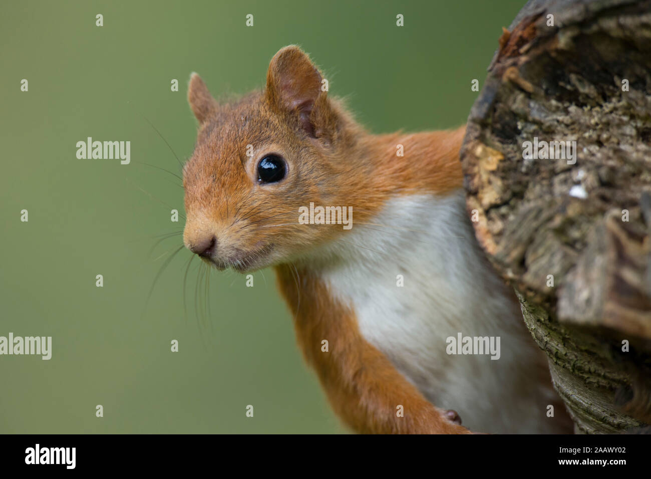 Portrait of red squirrel Stock Photo