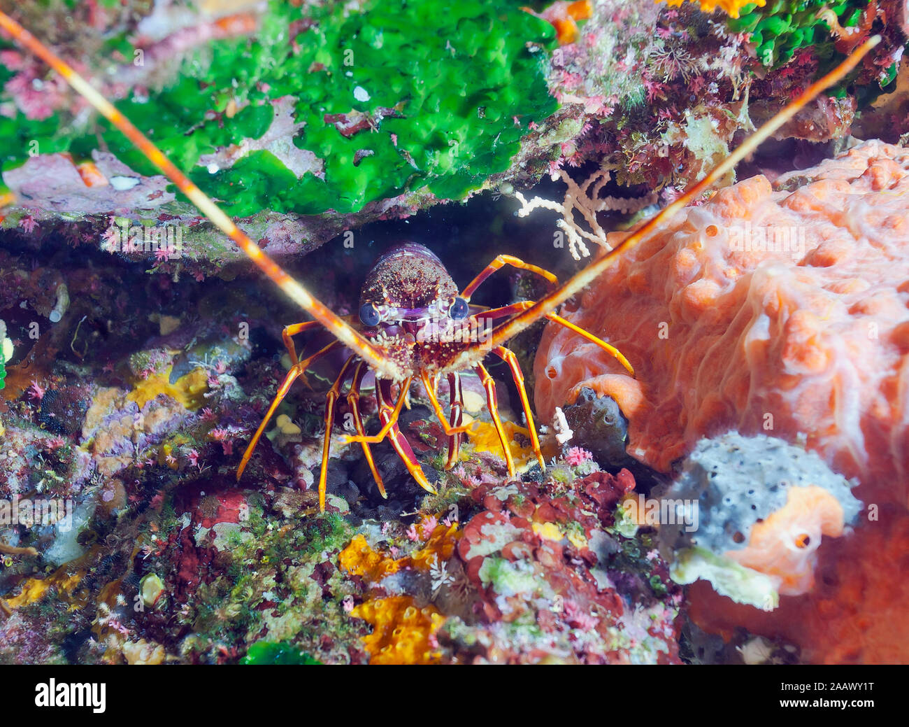 Close-up of European Lobster on rock in sea, Sagone, Corsica, France Stock Photo