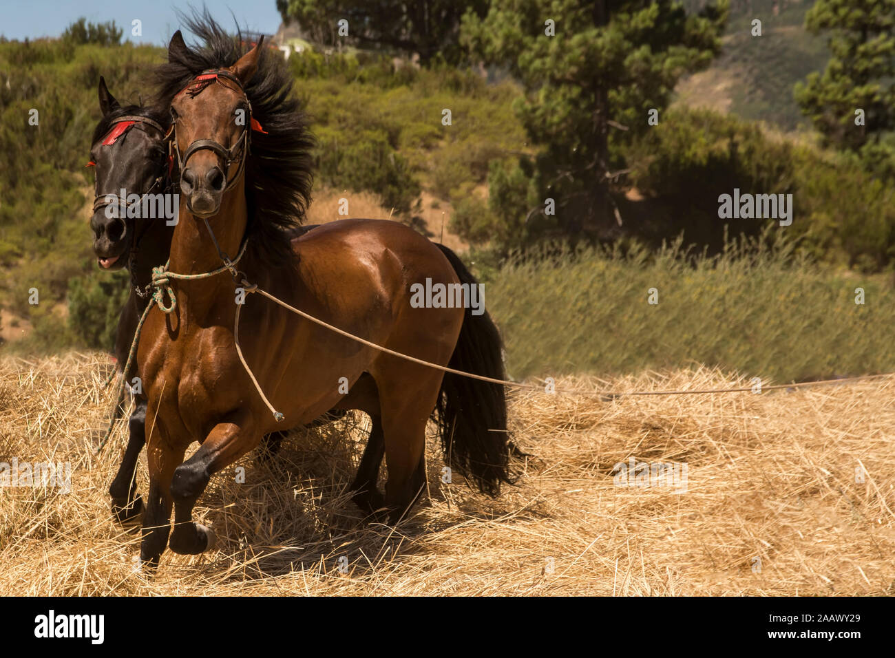 horses riding Stock Photo