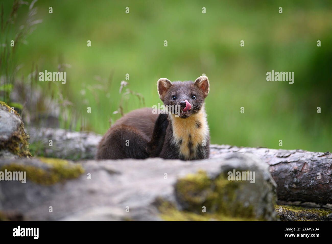 Close-up portrait of cute pine marten sticking out tongue on log Stock Photo