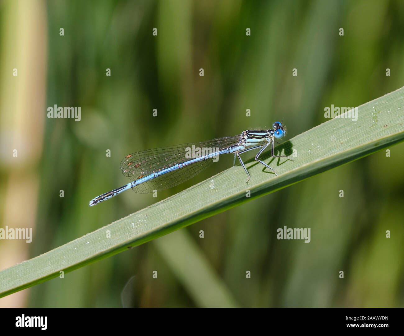 Close-up of blue damselfly on leaf, Stock Photo