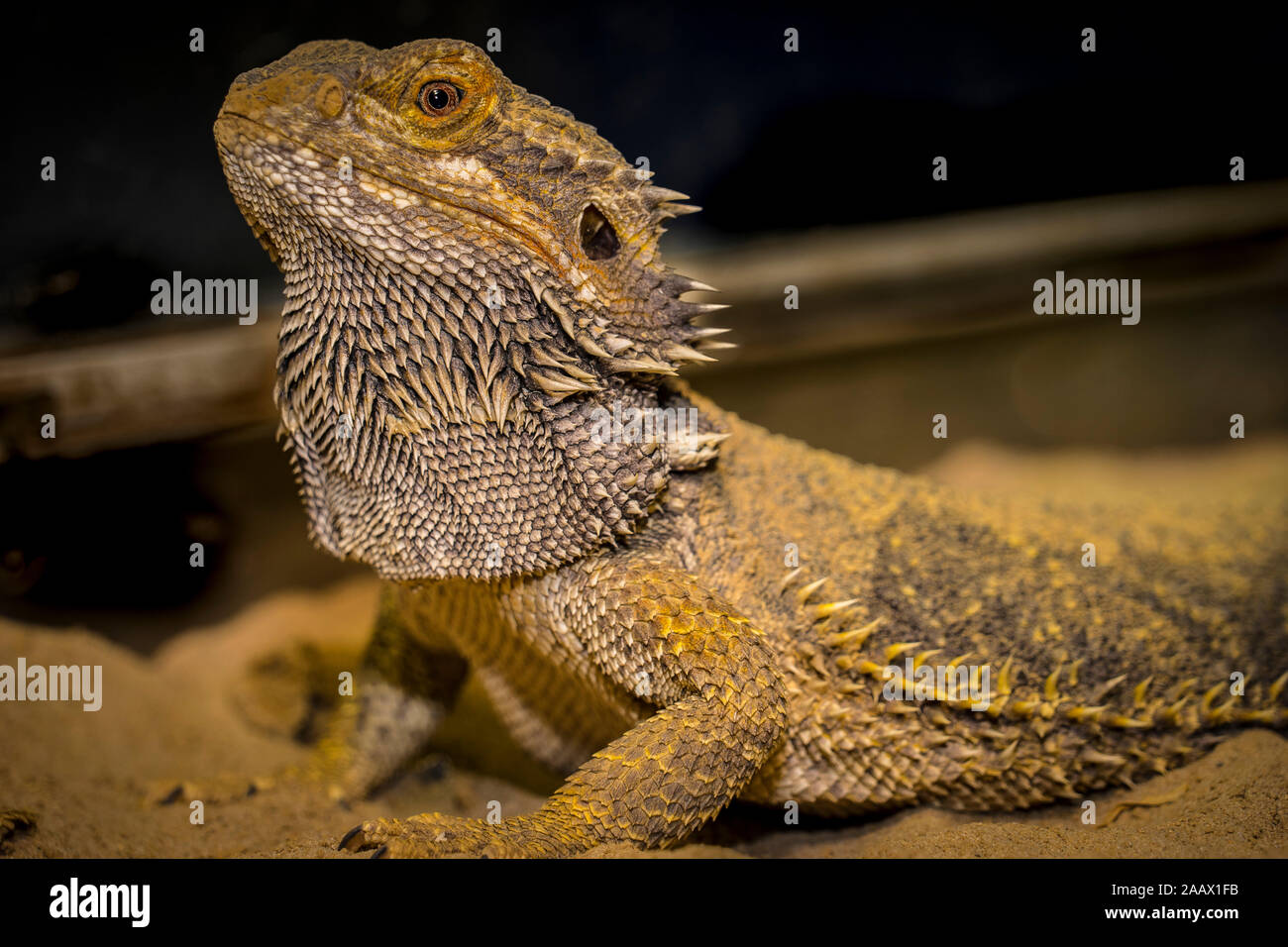 Close up of a large green iguana Latin name Iguana iguana the south Florida keys Key West . Stock Photo