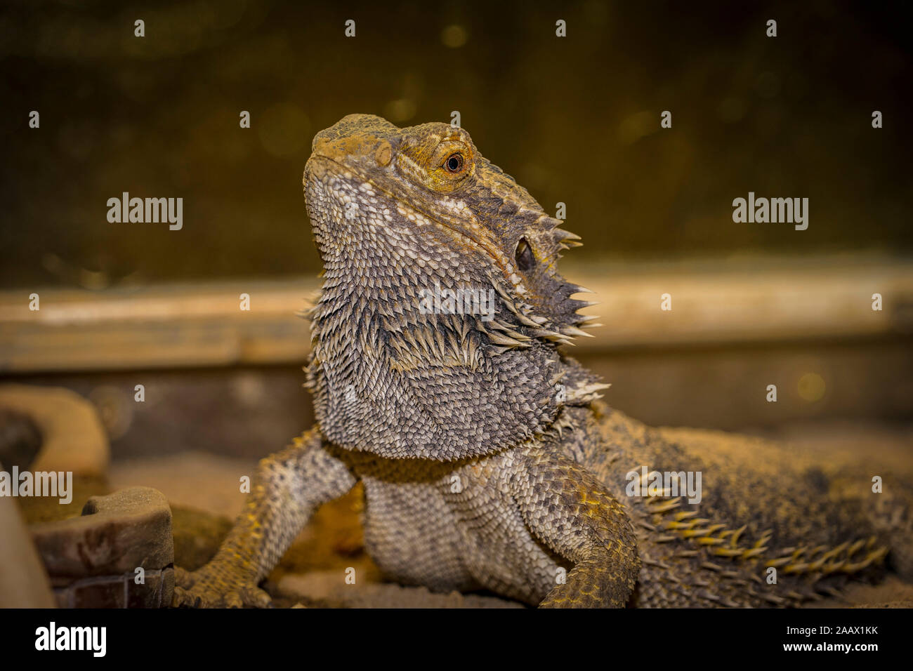 Close up of a large green iguana Latin name Iguana iguana the south Florida keys Key West . Stock Photo