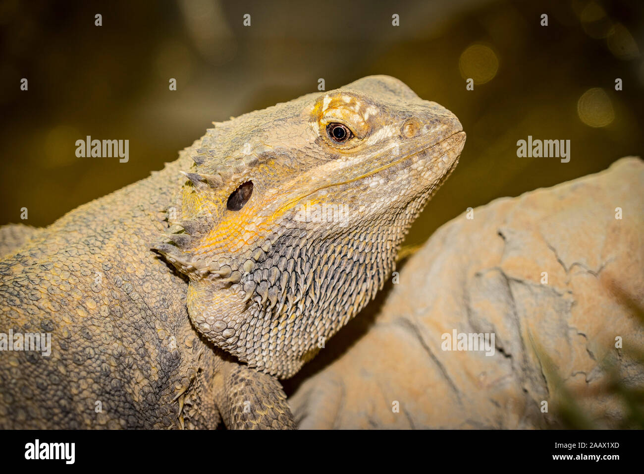 Close up of a large green iguana Latin name Iguana iguana the south Florida keys Key West . Stock Photo