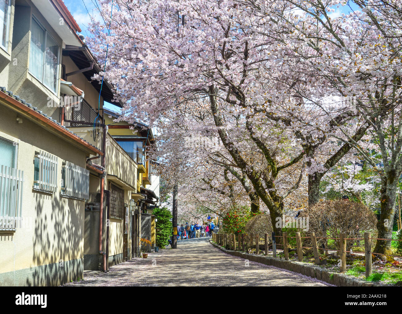 Kyoto, Japan Apr 9, 2019. Cherry blossom in Philosopher Path