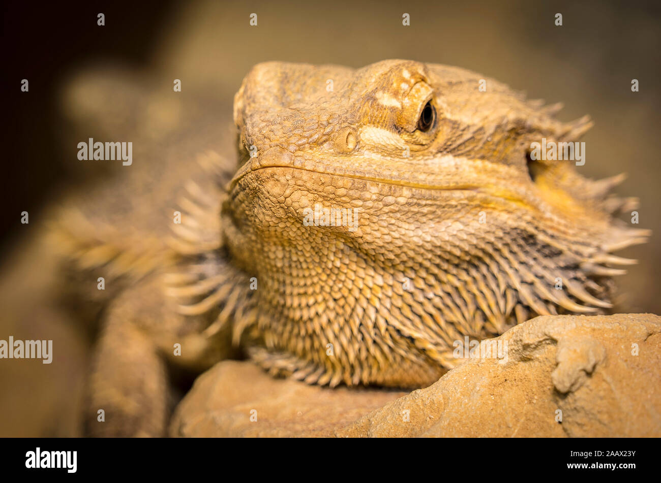 Close up of a large green iguana Latin name Iguana iguana the south Florida keys Key West . Stock Photo