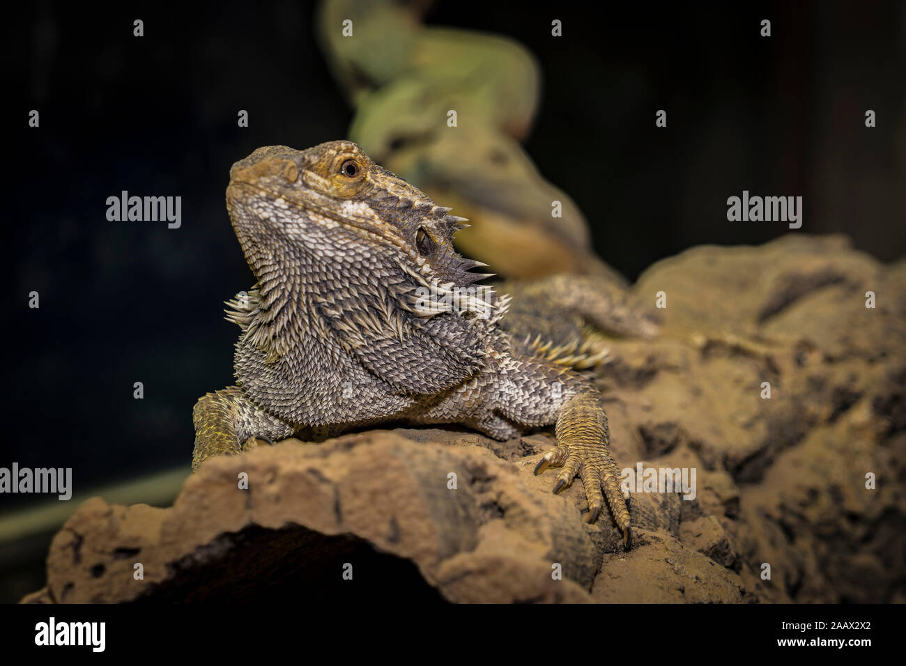 Close up of a large green iguana Latin name Iguana iguana the south Florida keys Key West . Stock Photo