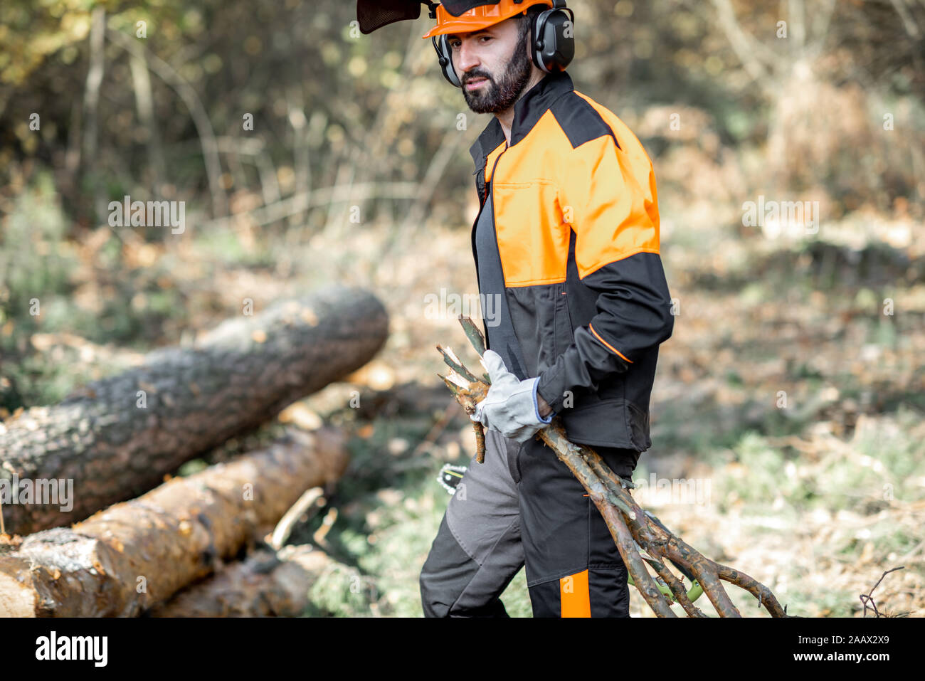 Professional lumberjack in protective workwear carrying tree branches while logging in the pine forest Stock Photo