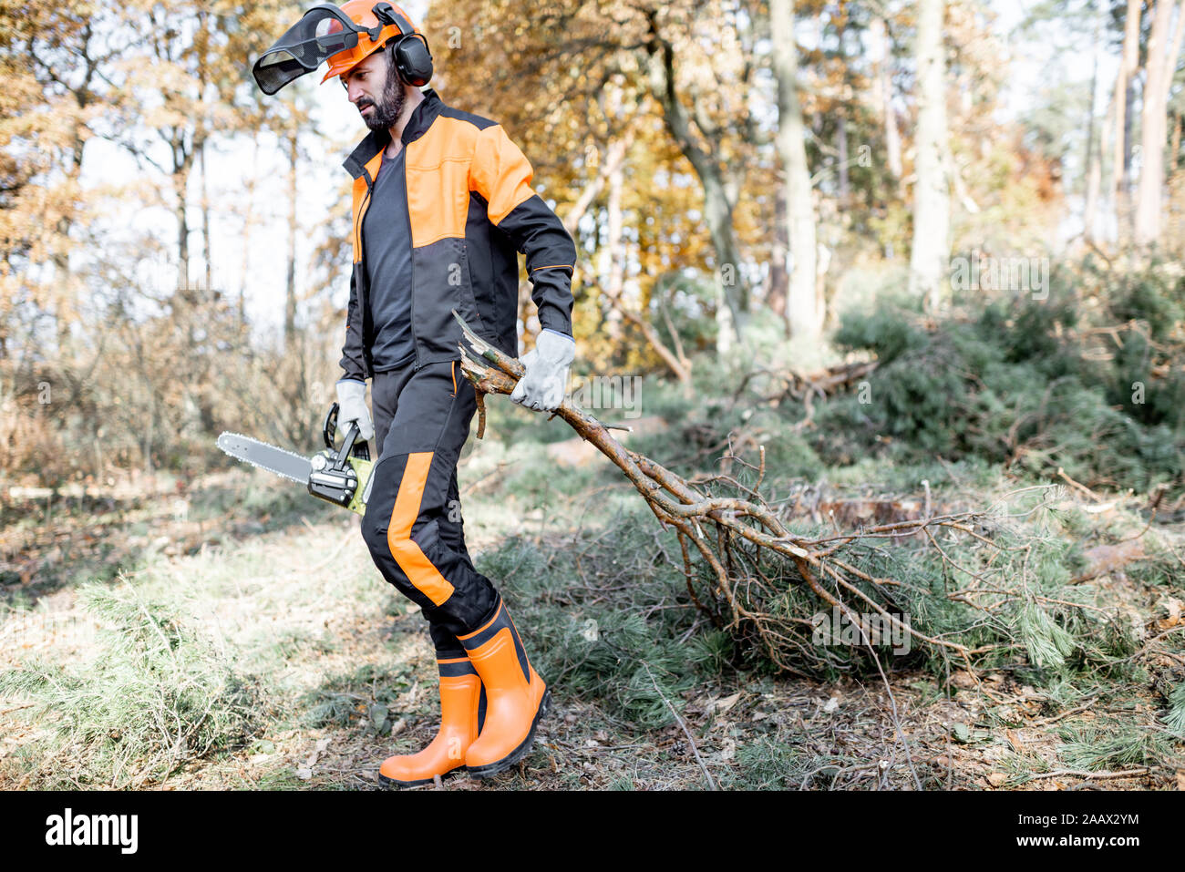 Professional lumberjack in protective workwear carrying tree branches while logging in the pine forest Stock Photo