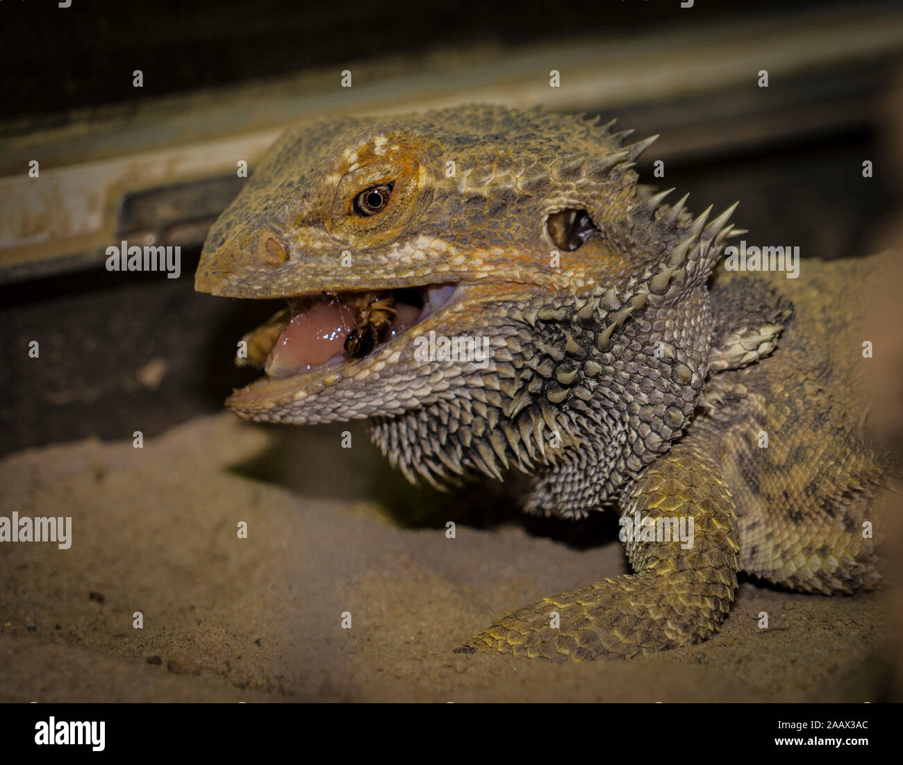 Close up of a large green iguana Latin name Iguana iguana the south Florida keys Key West . Stock Photo