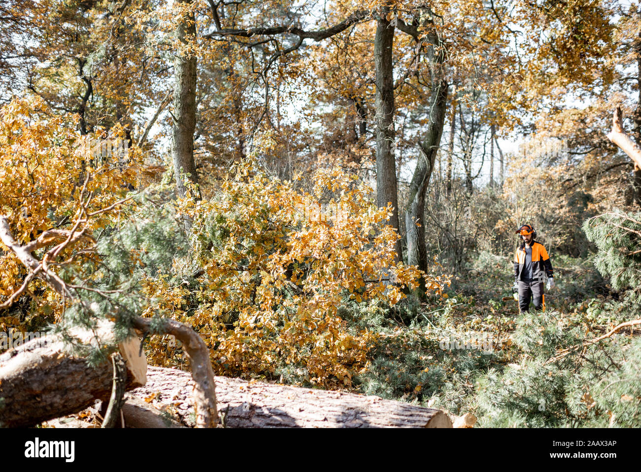 Professional lumberman working in the woods, wide view on the pine