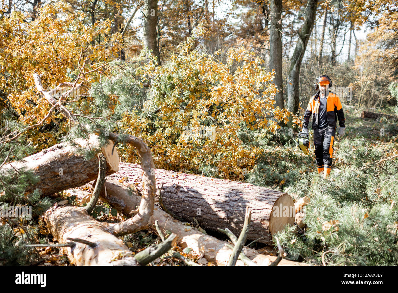 Professional lumberman working in the woods, wide view on the pine