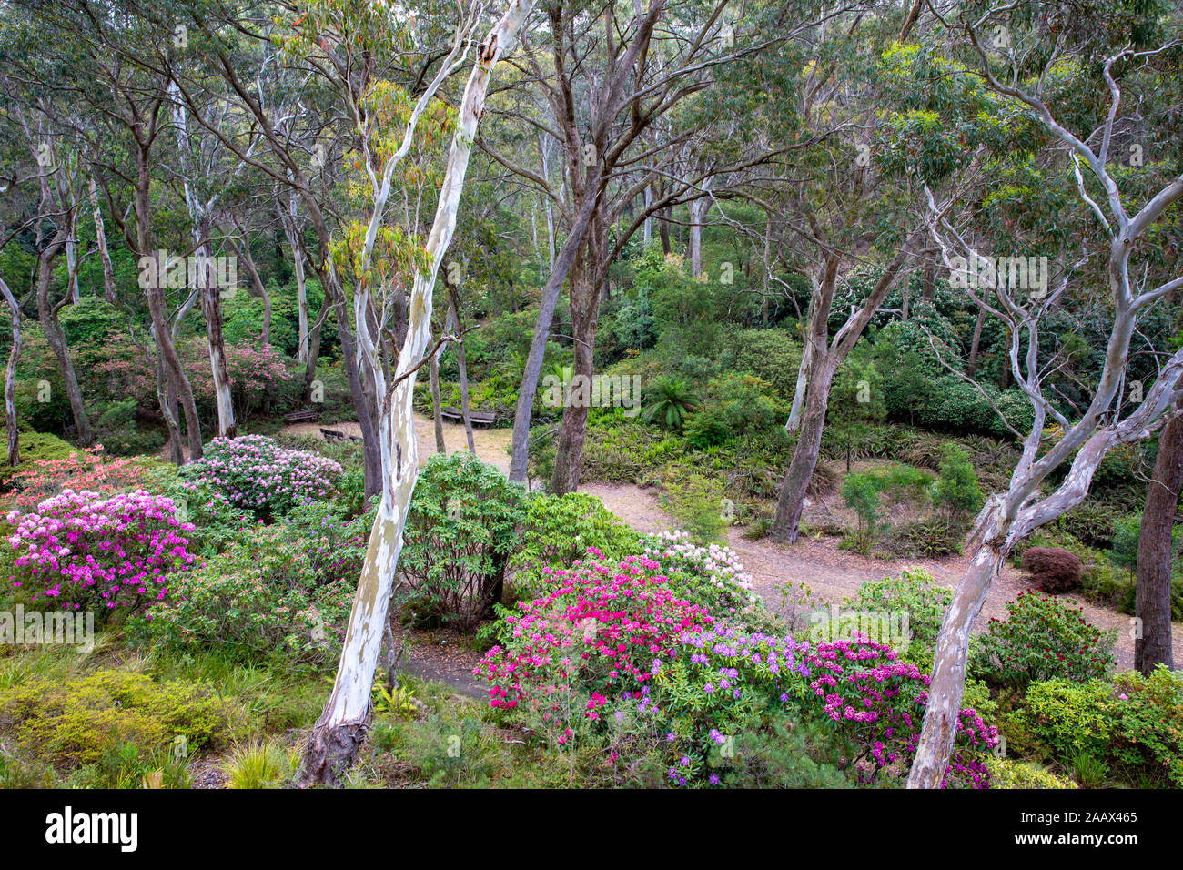 The Campbell Rhododendron Gardens in Blackheath blue mountains national
