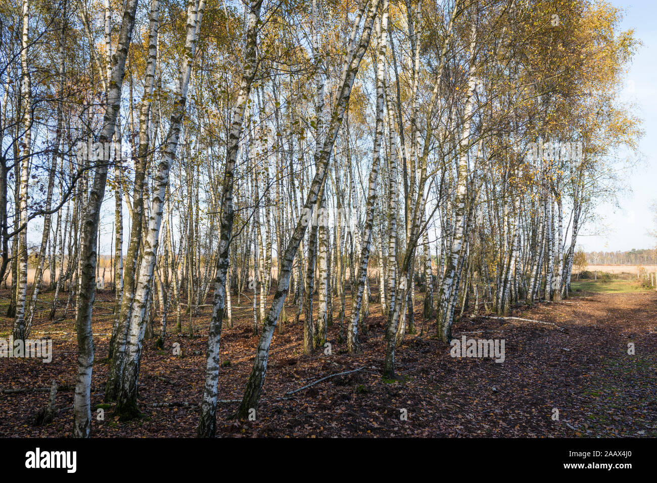 Forest with birch trees at wetland National Park 