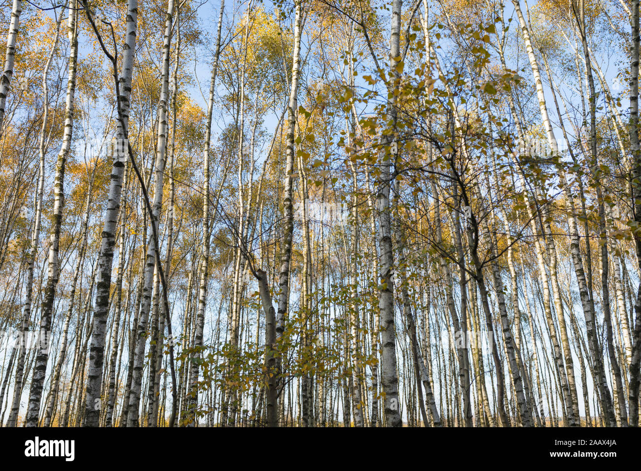 Forest with birch trees at wetland National Park 