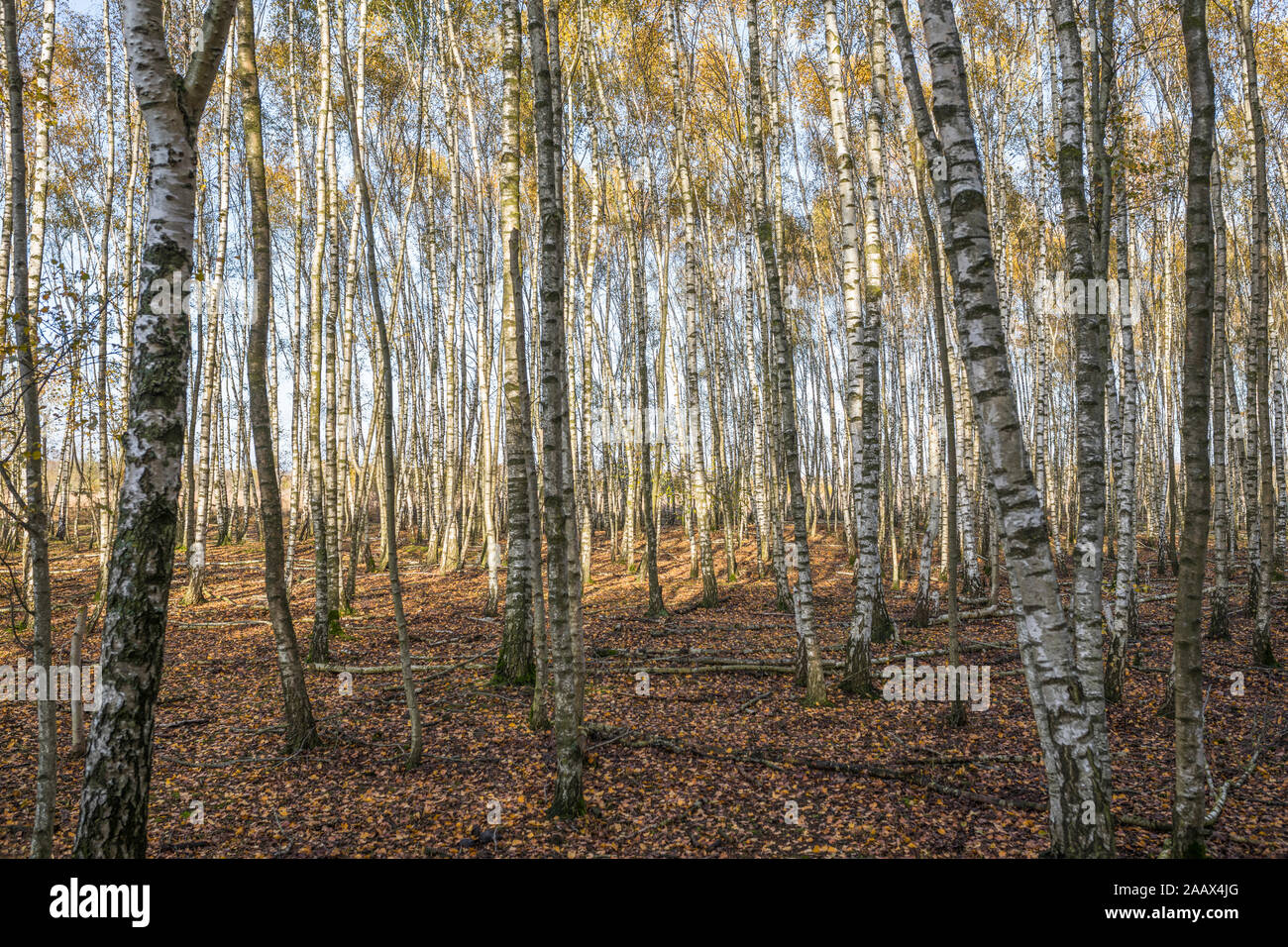 Forest with birch trees at wetland National Park 