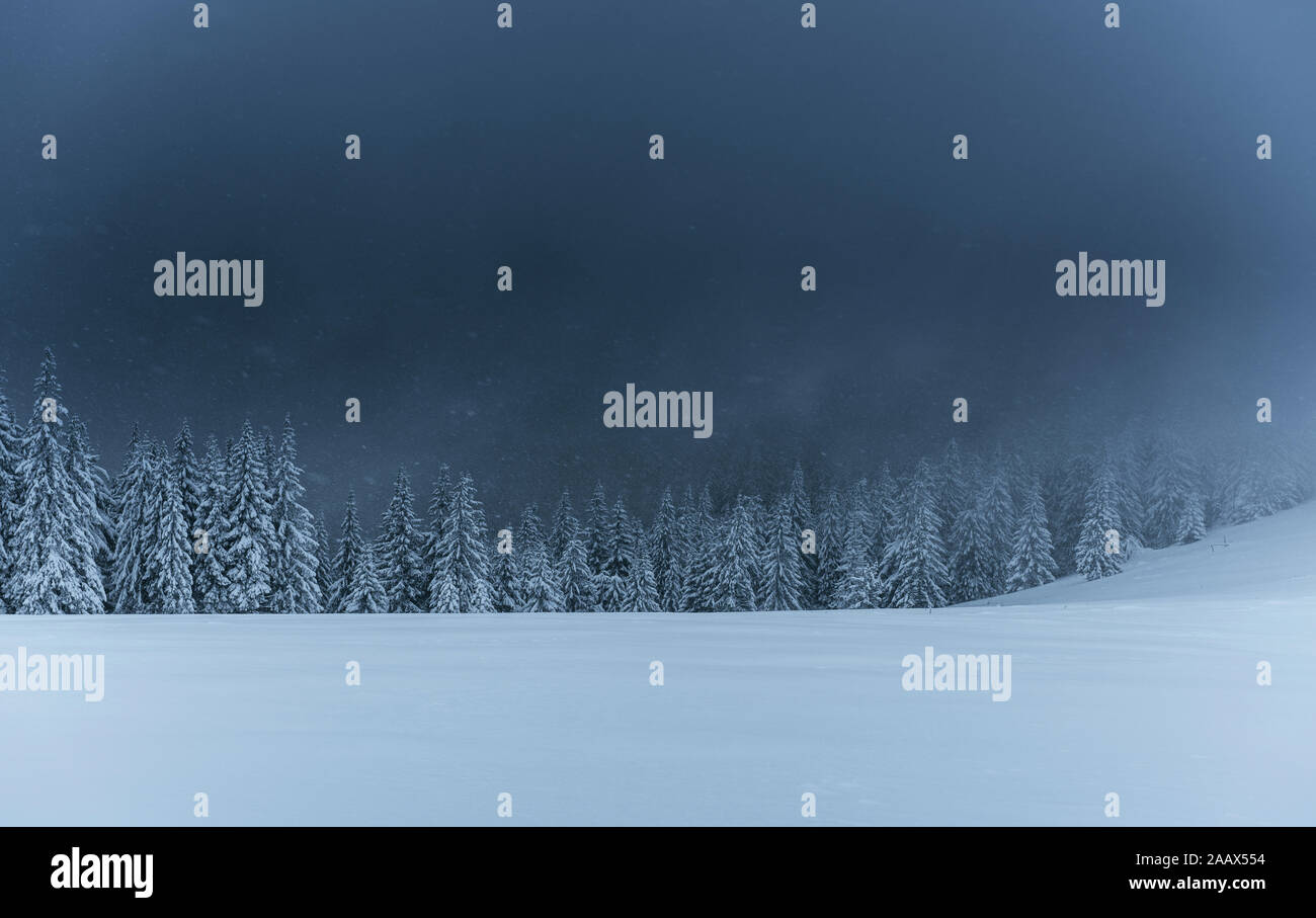 Majestic winter landscape, pine forest with trees covered with snow. A ...