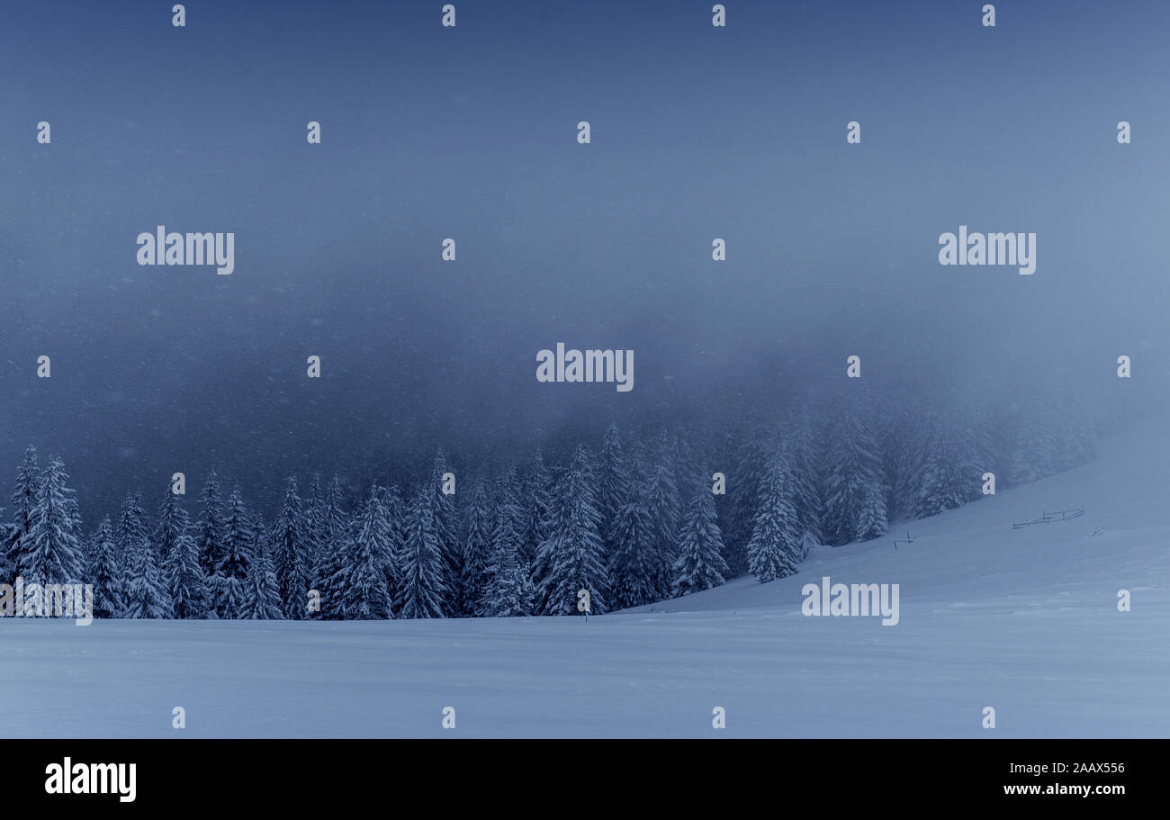 Majestic winter landscape, pine forest with trees covered with snow. A ...