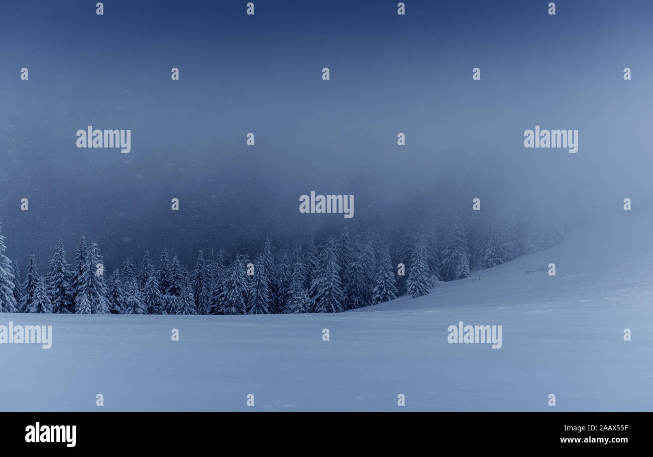 Majestic winter landscape, pine forest with trees covered with snow. A ...