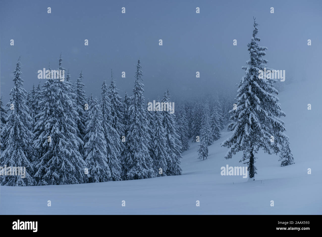 Majestic winter landscape, pine forest with trees covered with snow. A ...