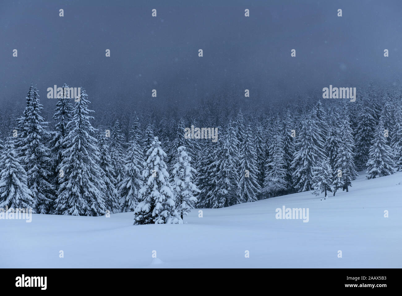 Majestic winter landscape, pine forest with trees covered with snow. A ...